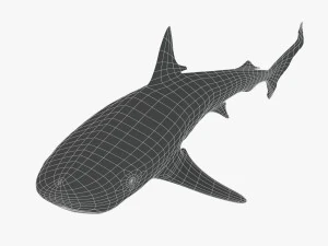 tiger shark 3D Model