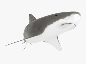 tiger shark Model 3D