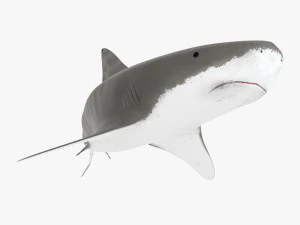 tiger shark 3D Model