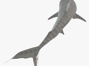 tiger shark Model 3D