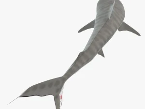 tiger shark 3D Model