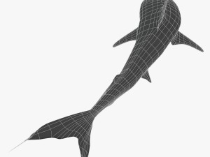 tiger shark Model 3D