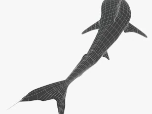 tiger shark 3D Model
