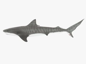 tiger shark 3D Model