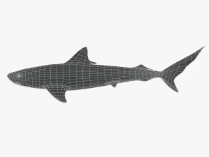 tiger shark 3D Model