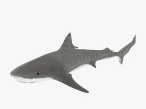 tiger shark Model 3D