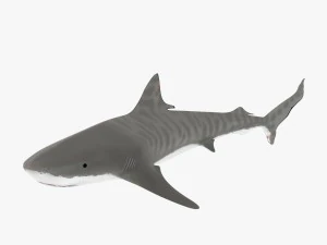 tiger shark 3D Model
