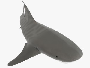 tiger shark Model 3D