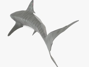 tiger shark Model 3D