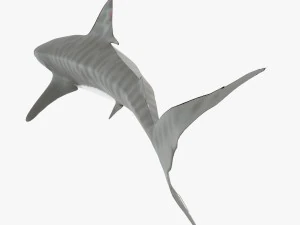 tiger shark 3D Model