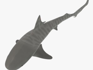 tiger shark Model 3D