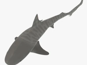 tiger shark 3D Model