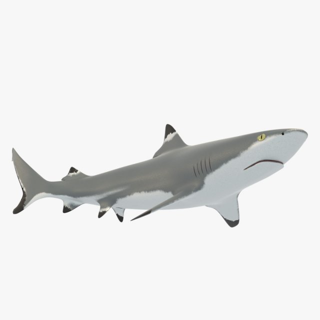 blacktip reef shark 3D Модель .c4d .max .obj .3ds .fbx .stl .blend 