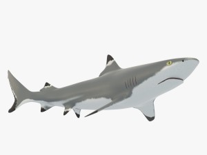 blacktip reef shark 3D Model