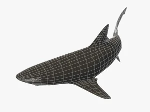 squalo pinna nera del reef Modello 3D