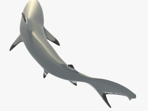 blacktip reef shark 3D Модель