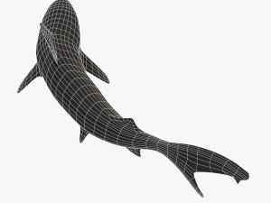 blacktip reef shark 3D Модель