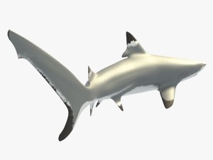 blacktip reef shark 3D Модель