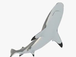 squalo pinna nera del reef Modello 3D