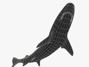 squalo pinna nera del reef Modello 3D