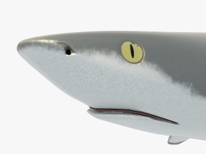 blacktip reef shark 3D Модель