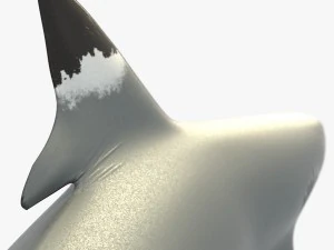 squalo pinna nera del reef Modello 3D