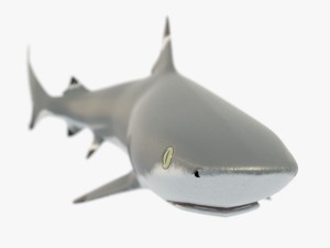 blacktip reef shark 3D Модель