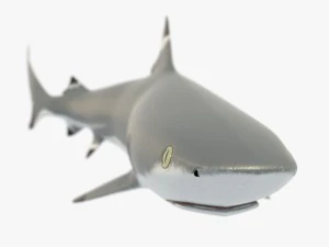 squalo pinna nera del reef Modello 3D