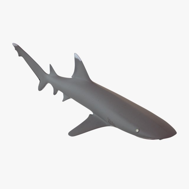 whitetip reef shark 3D Model .c4d .max .obj .3ds .fbx .stl .blend 