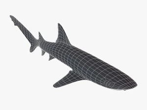 whitetip reef shark 3D Model