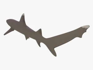 whitetip reef shark 3D Model