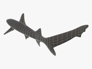 whitetip reef shark 3D Model