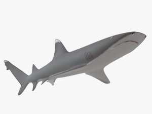 whitetip reef shark 3D Model