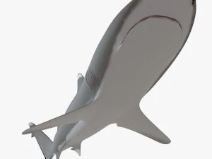 whitetip reef shark 3D Model