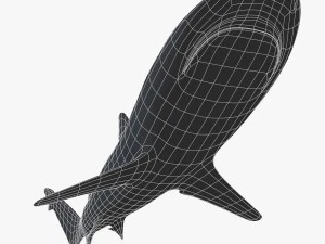 whitetip reef shark 3D Model