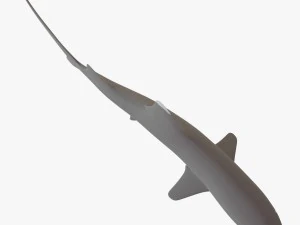 whitetip reef shark 3D Model