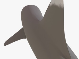 whitetip reef shark 3D Model