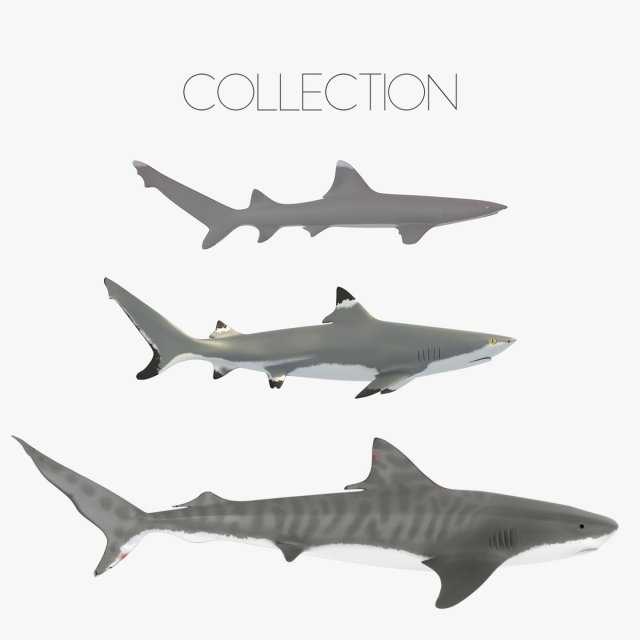 sharks collection 3D Model .c4d .max .obj .3ds .fbx .stl .blend 