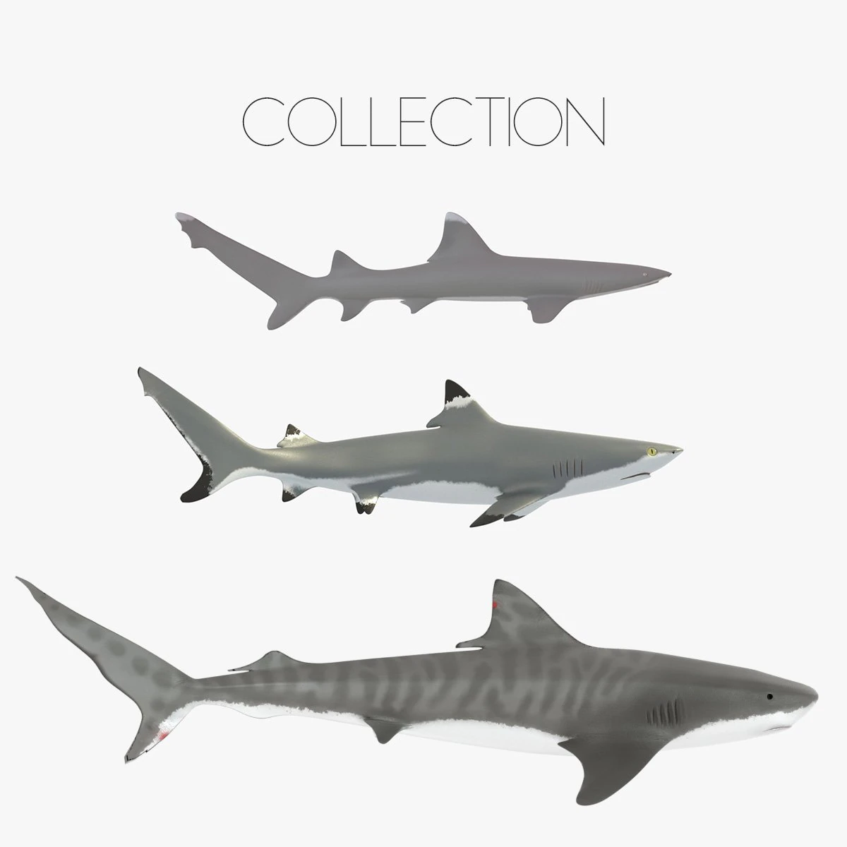 sharks collection 3D Model .c4d .max .obj .3ds .fbx .stl .blend 