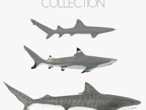 sharks collection 3D Model
