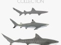 sharks collection 3D Model