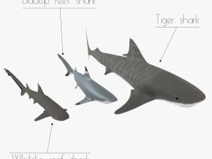 sharks collection 3D Model