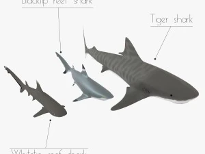 sharks collection 3D Model