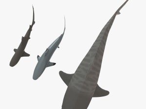 sharks collection 3D Model