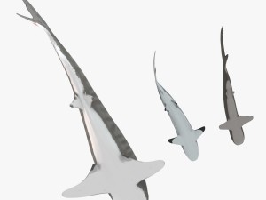 sharks collection 3D Model