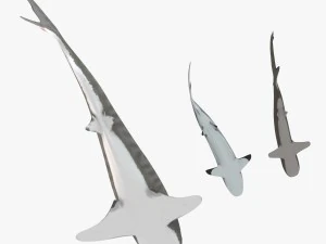 sharks collection 3D Model