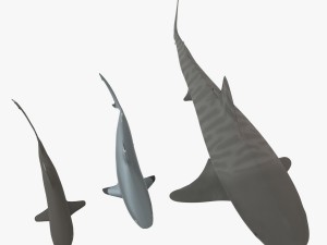 sharks collection 3D Model
