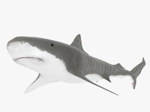 sharks collection 3D Model