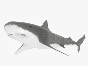 sharks collection 3D Model