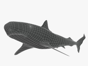 sharks collection 3D Model